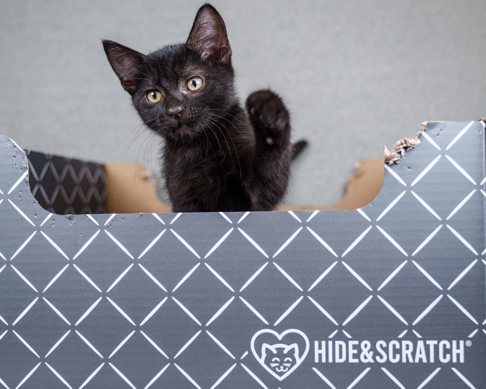 A cat from Islands Feral Cat Project enjoying a Hide & Scratch box
