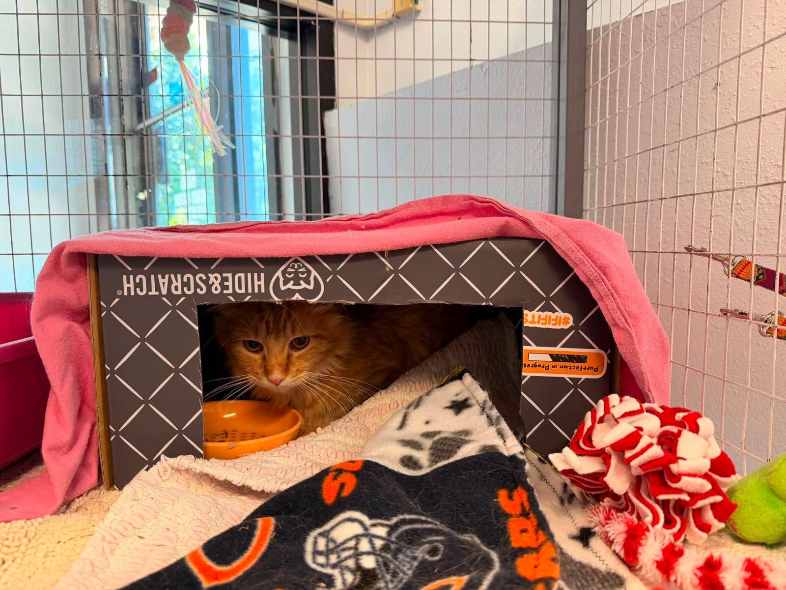 A cat from Metro East Humane Society enjoying a Hide & Scratch box