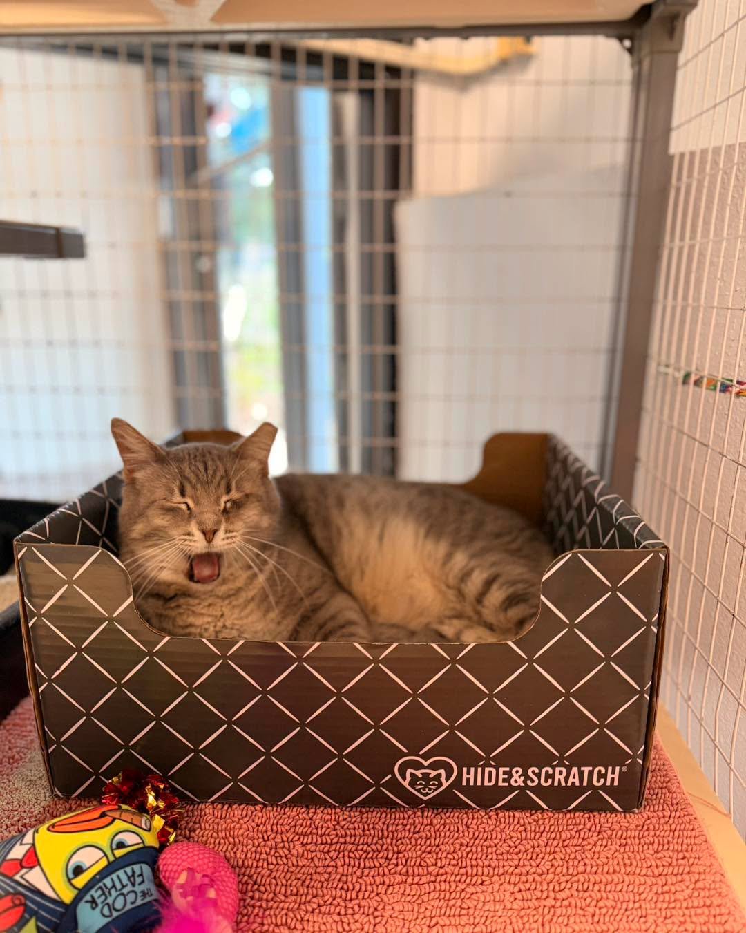 A cat from Metro East Humane Society enjoying a Hide & Scratch box