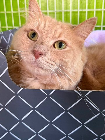 A cat from Metro East Humane Society enjoying a Hide & Scratch box