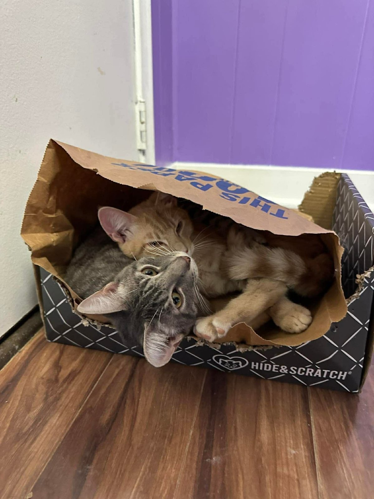 A cat from KZoo Cat Cafe and Rescue enjoying a Hide & Scratch box