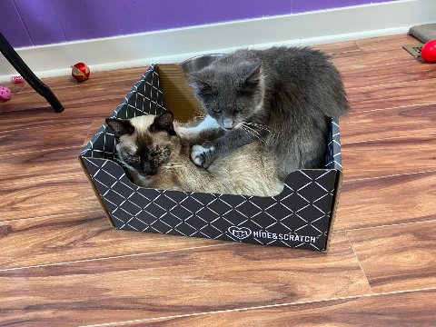 A cat from KZoo Cat Cafe and Rescue enjoying a Hide & Scratch box