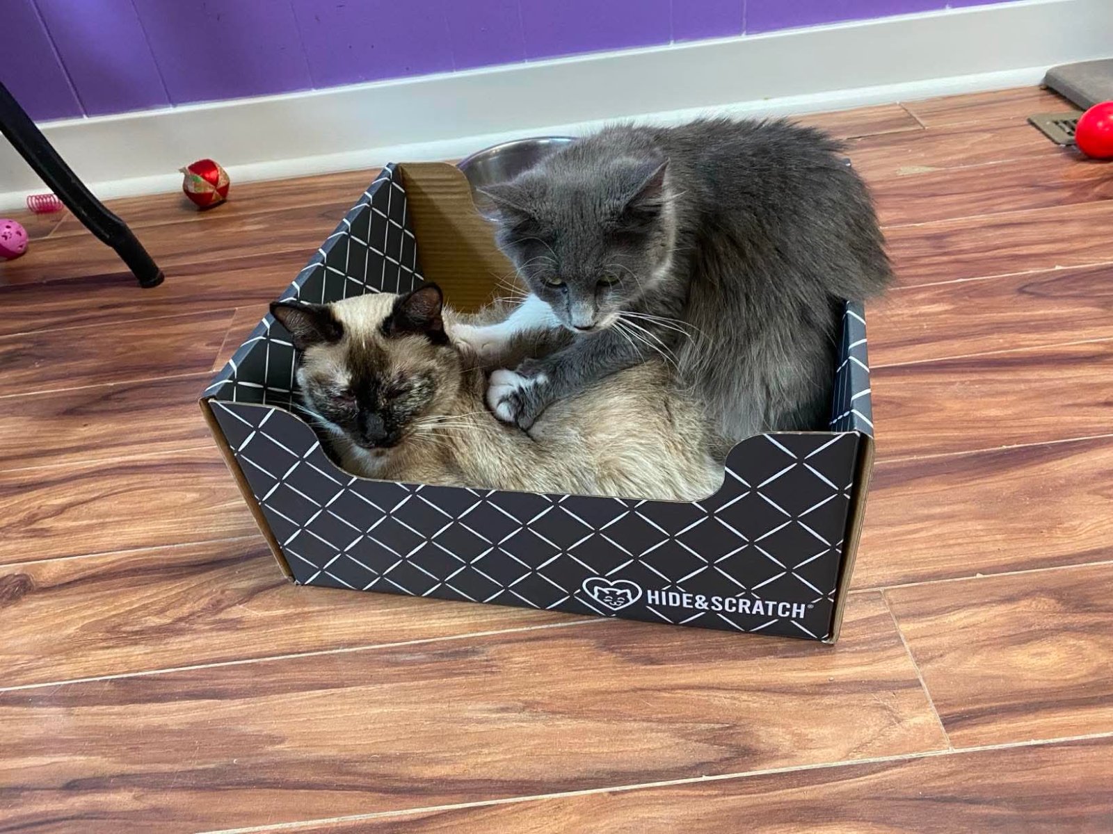 A cat from KZoo Cat Cafe and Rescue enjoying a Hide & Scratch box