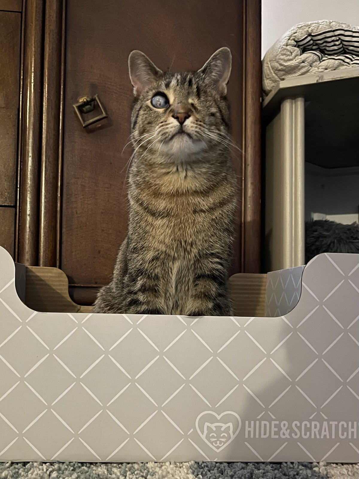 A cat from FC3 Firelands Community Cat Coalition enjoying a Hide & Scratch box