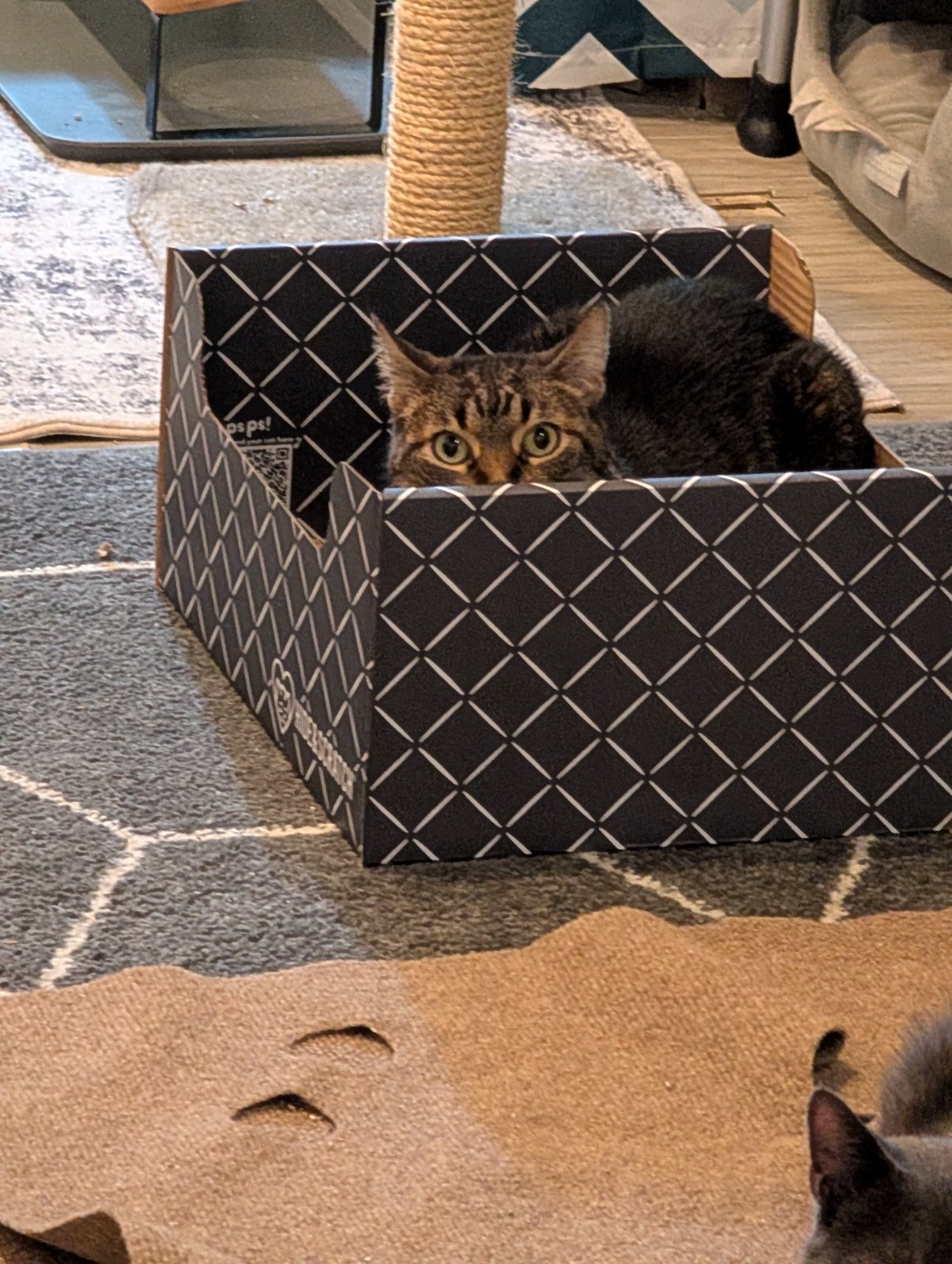 A cat from Chicagoland Animal Rescue NFP enjoying a Hide & Scratch box