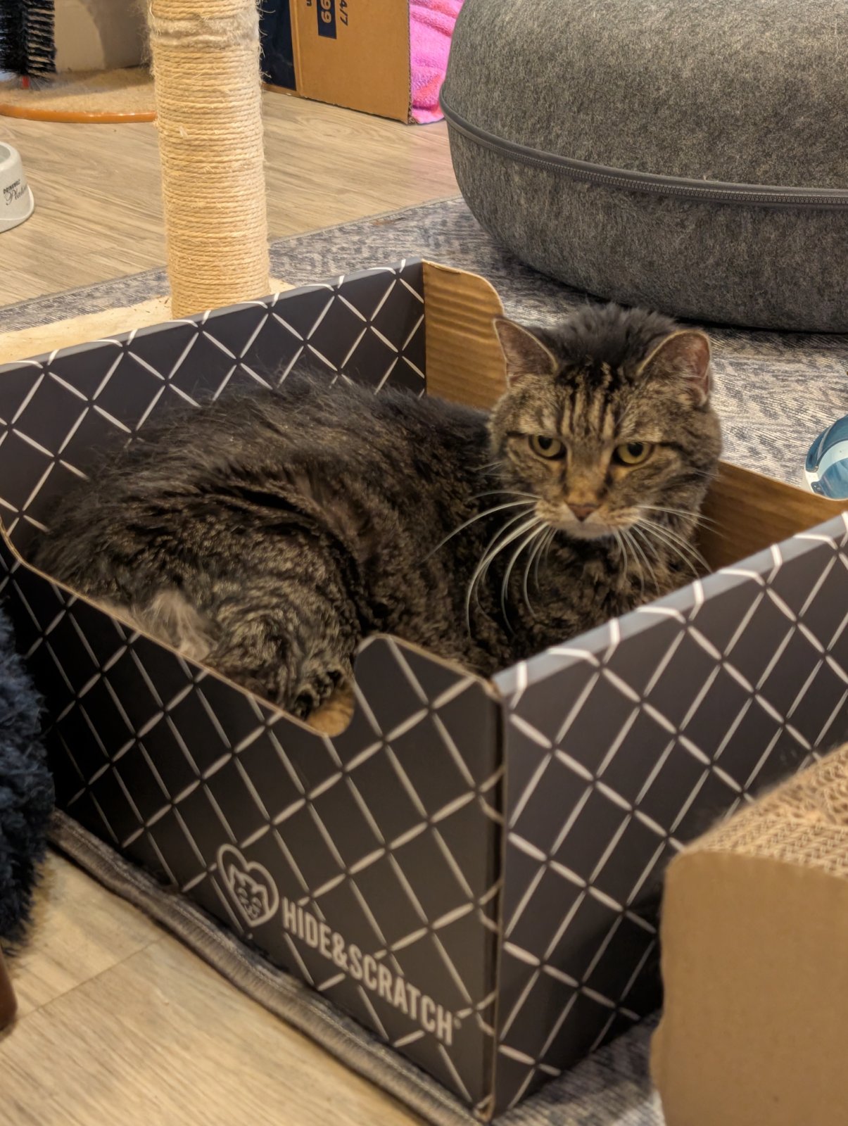 A cat from Chicagoland Animal Rescue NFP enjoying a Hide & Scratch box