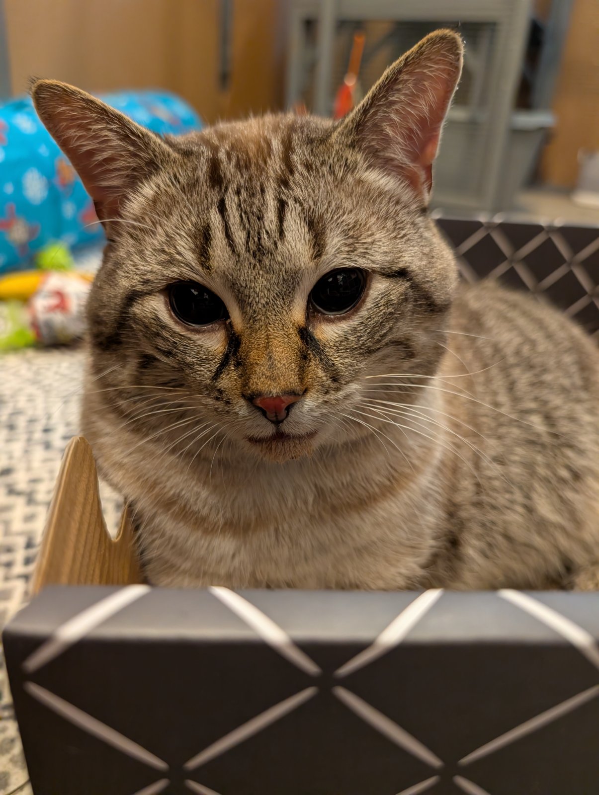 A cat from Chicagoland Animal Rescue NFP enjoying a Hide & Scratch box