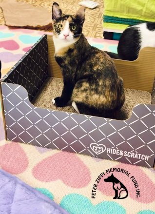 A cat from Peter Zippi Memorial Fund enjoying a Hide & Scratch box