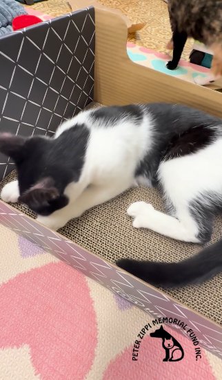 A cat from Peter Zippi Memorial Fund enjoying a Hide & Scratch box