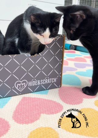 A cat from Peter Zippi Memorial Fund enjoying a Hide & Scratch box