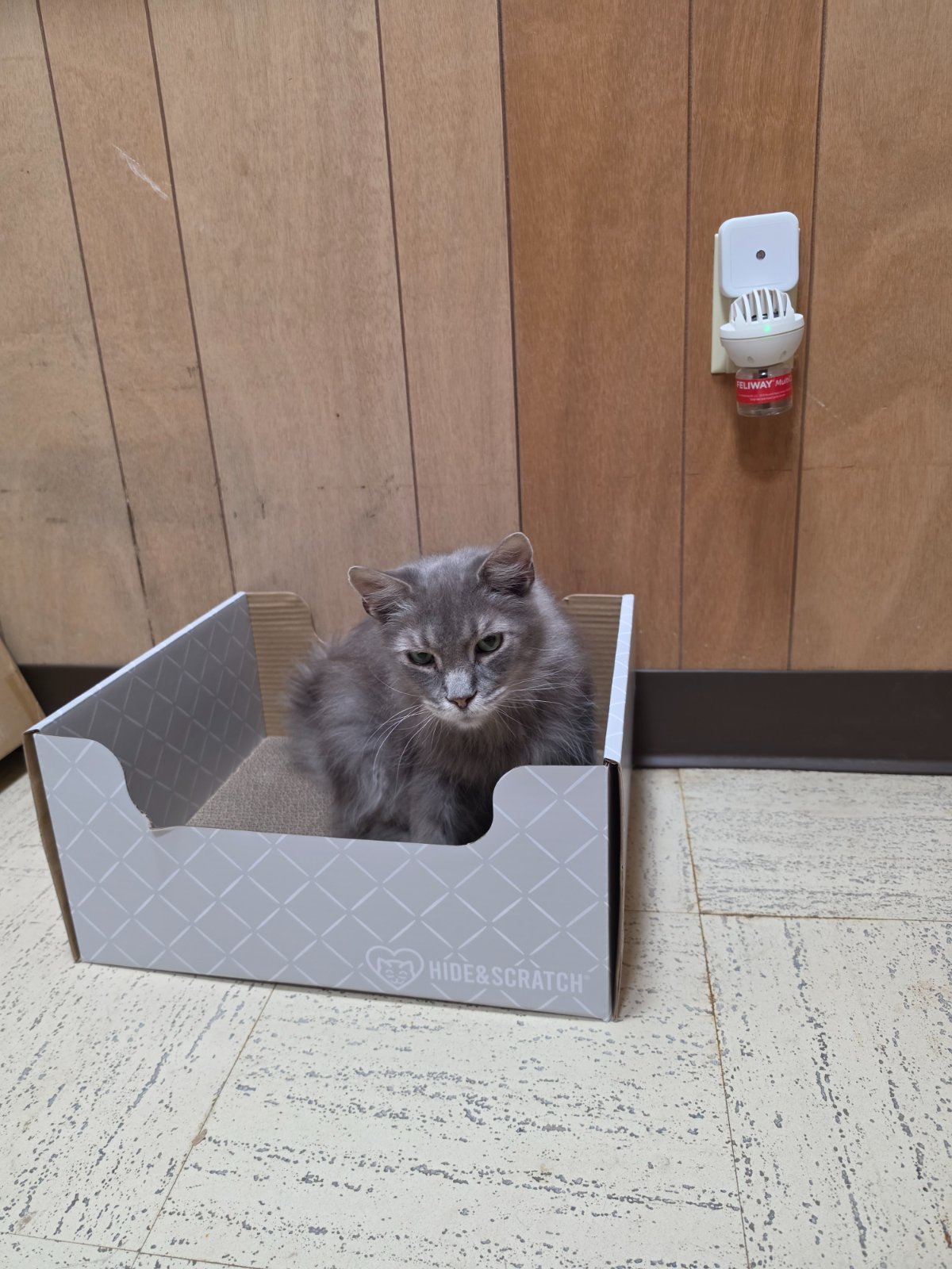 A cat from Meow Mission Coalition enjoying a Hide & Scratch box