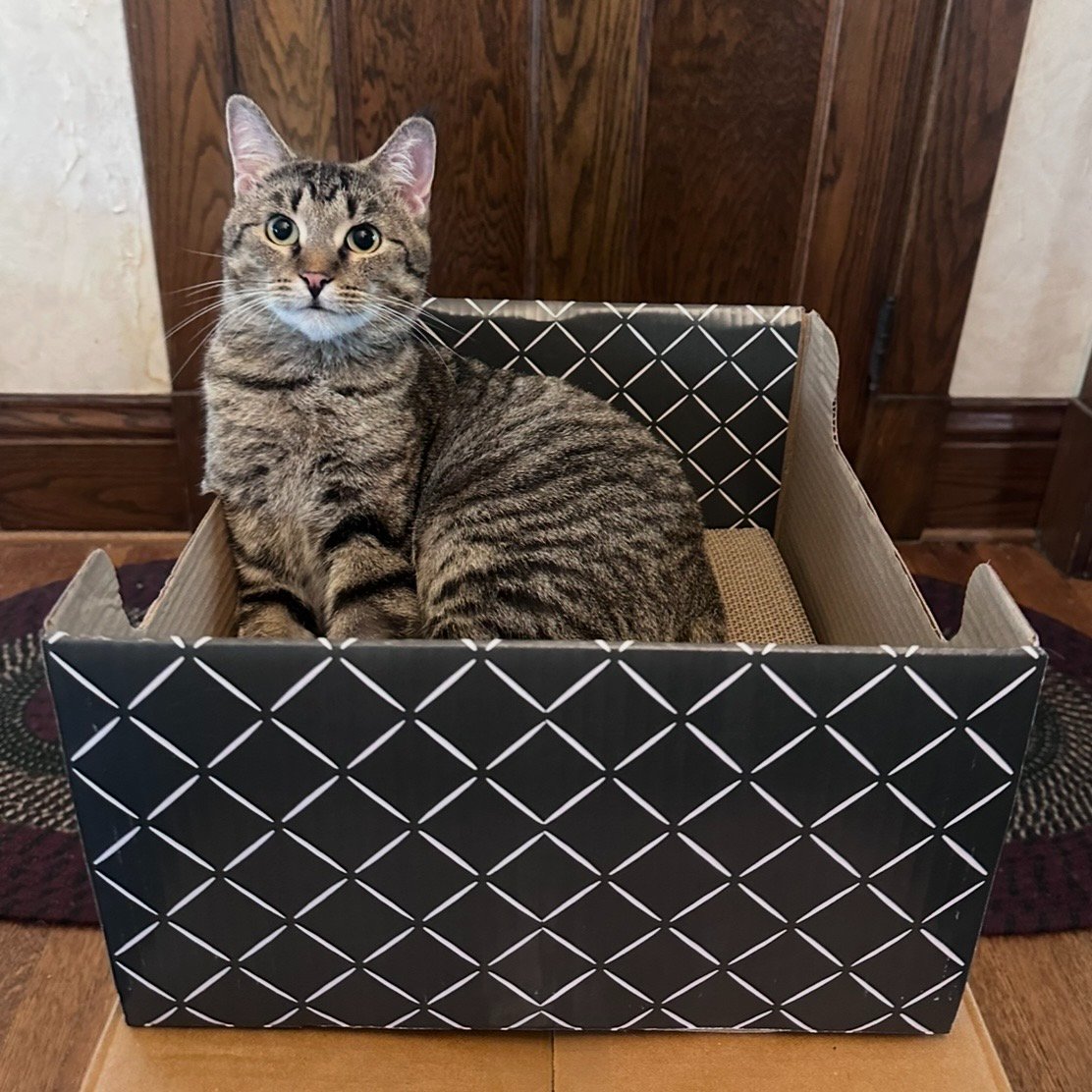 A cat from Gabbey's Gang enjoying a Hide & Scratch box
