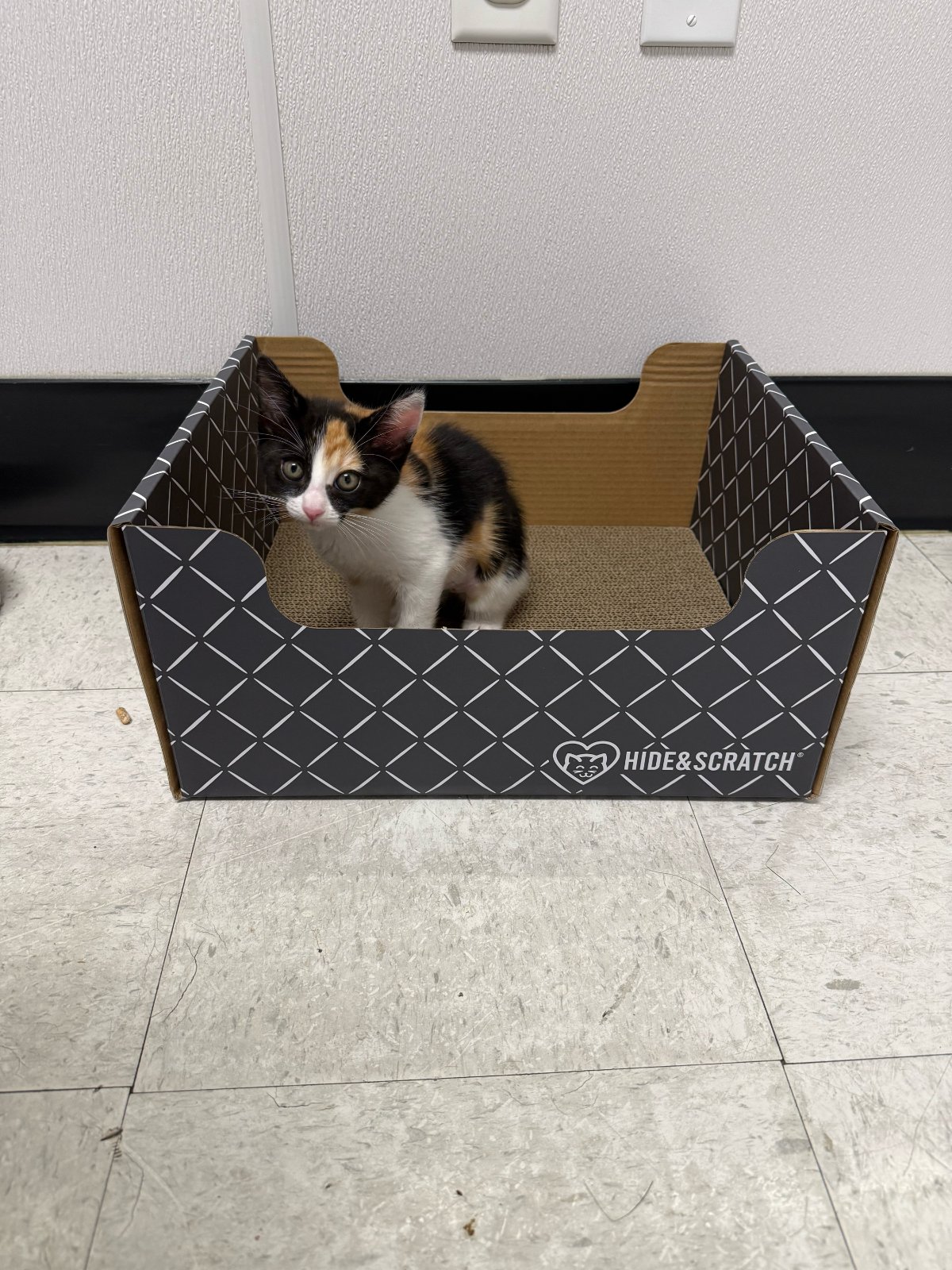 A cat from Bay Area Cats enjoying a Hide & Scratch box