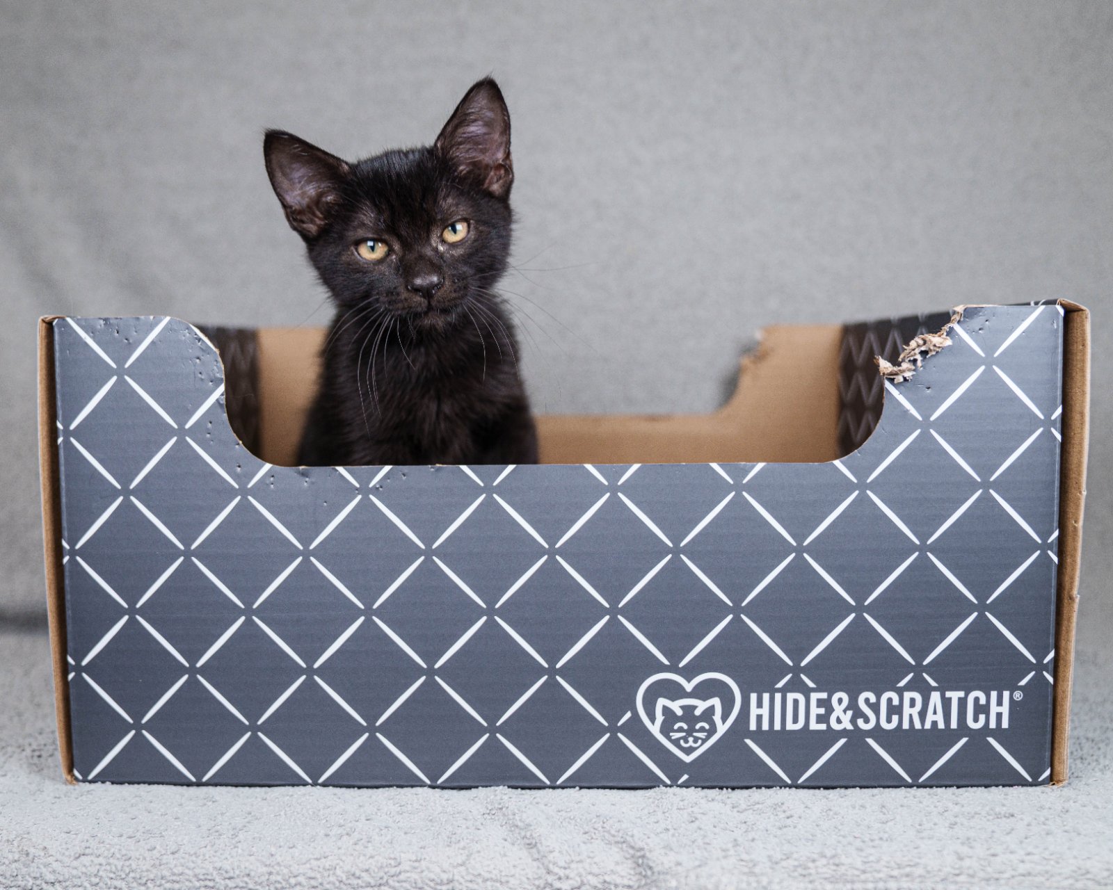 A cat from Bay Area Cats enjoying a Hide & Scratch box
